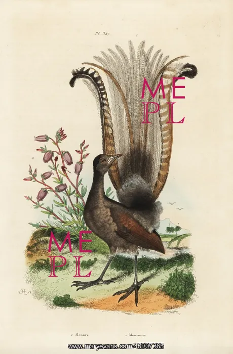 : Superb lyrebird and false azalea : Superb lyrebird and false azalea