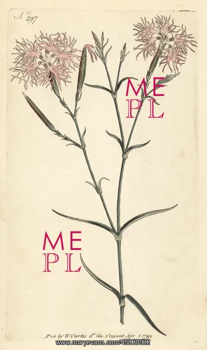 : Superb pink, Dianthus superbus : Superb pink, Dianthus superbus