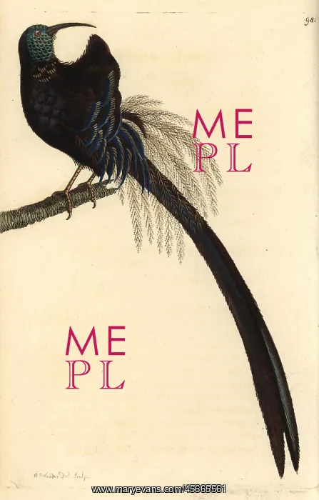 : Superb promerops, Promerops superbus : Superb promerops, Promerops superbus