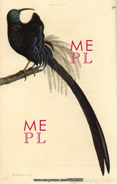 : Superb promerops, Promerops superbus : Superb promerops, Promerops superbus