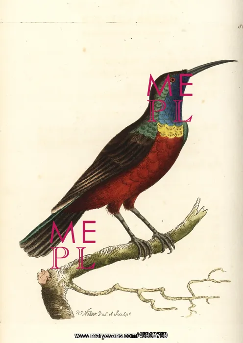 : Superb sunbird, Cinnyris superbus