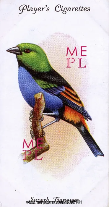  : Superb Tanager
