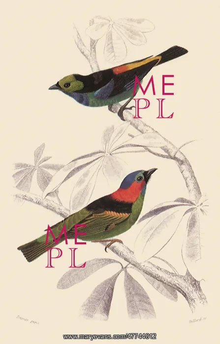 : Superb Tanager and Blue Headed Tanager : Superb Tanager and Blue Headed Tanager