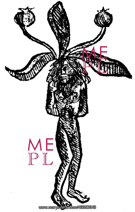 : superstition, mandragora, female mandragora root : superstition, mandragora, female mandragora root