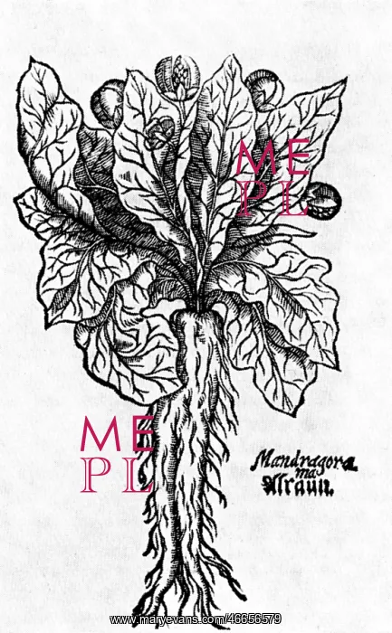 : superstition, mandragora, plant, woodcut : superstition, mandragora, plant, woodcut