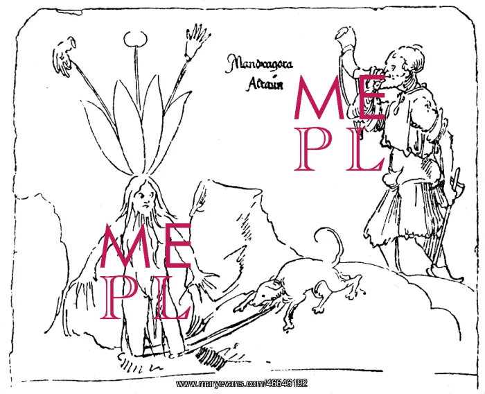 : superstition, mandrake, extraction of the root : superstition, mandrake, extraction of the root