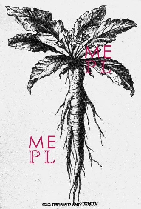 : superstition, mandrake (mandargora), root, woodcut : superstition, mandrake (mandargora), root, woodcut