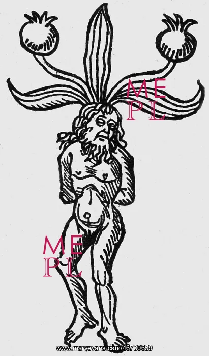 : superstition, mandrake, mandrake-man, woodcut : superstition, mandrake, mandrake-man, woodcut
