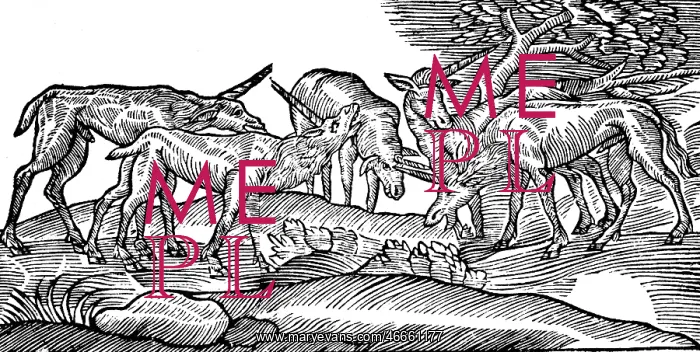 : superstition, mythical creatures, unicorns, woodcut : superstition, mythical creatures, unicorns, woodcut