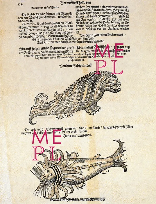 : superstition, mythical creatures, hog wale and : superstition, mythical creatures, hog wale and