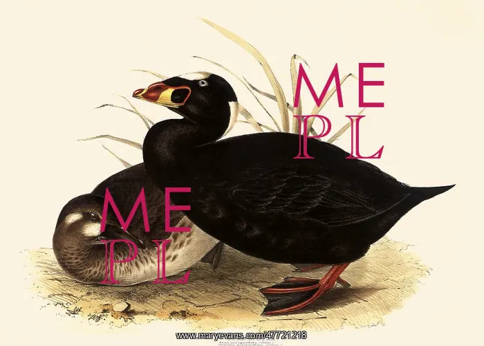 : Surf Scoter, Melanitta perspicillata : Surf Scoter, Melanitta perspicillata