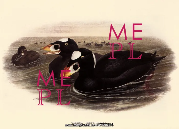  : Surf Scoters