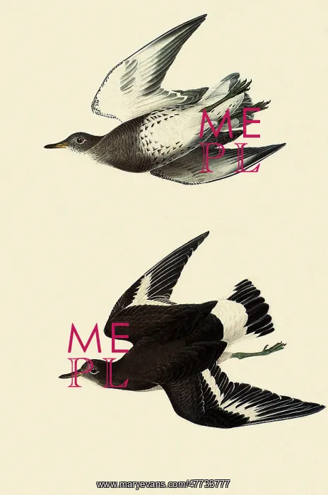  : Surfbirds