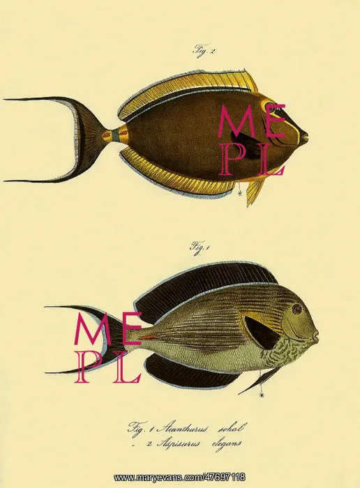  : Two Surgeonfish