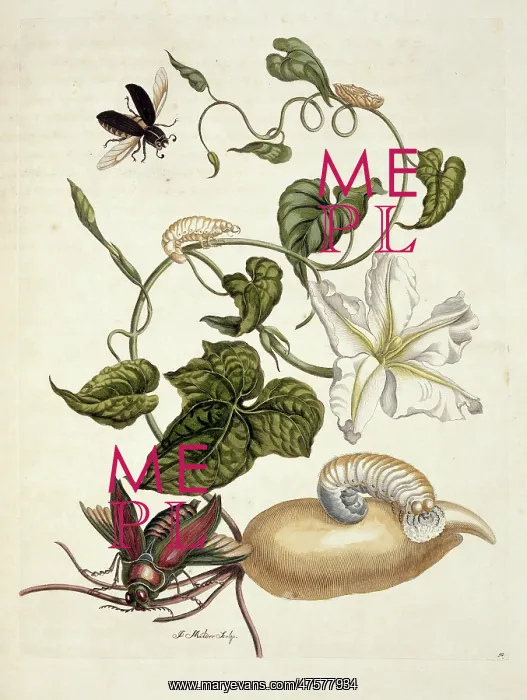 : Surinaamsche Insecten, Insects of Surinam : Surinaamsche Insecten, Insects of Surinam