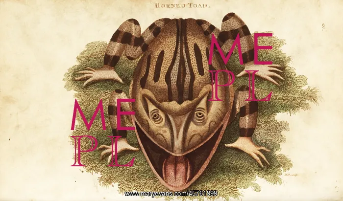 : Surinam horned frog, Ceratophrys cornuta : Surinam horned frog, Ceratophrys cornuta