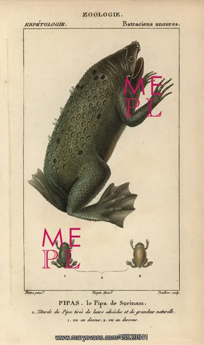 : Surinam toad, Pipa pipa : Surinam toad, Pipa pipa