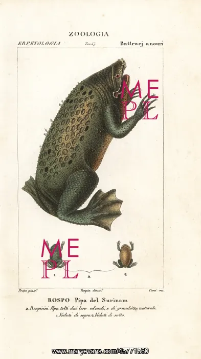 : Surinam toad, Pipa pipa : Surinam toad, Pipa pipa