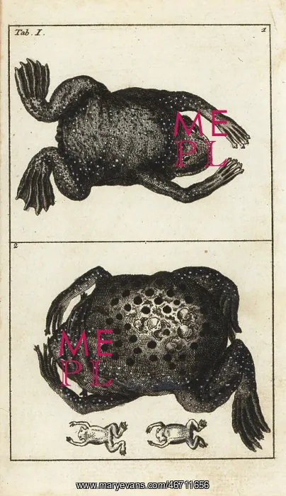 : Surinam toad, Pipa pipa : Surinam toad, Pipa pipa