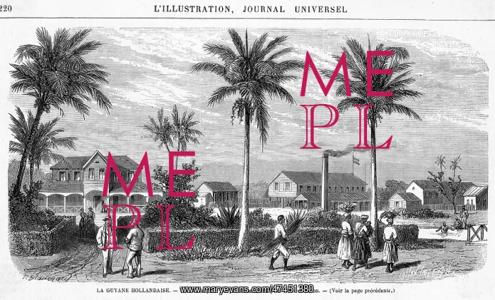 : SURINAME PLANTATION : SURINAME PLANTATION