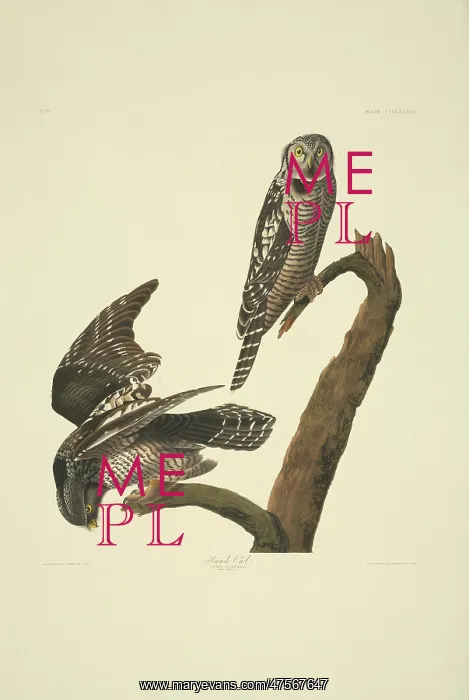 : Surnia ulula, northern hawk-owl : Surnia ulula, northern hawk-owl