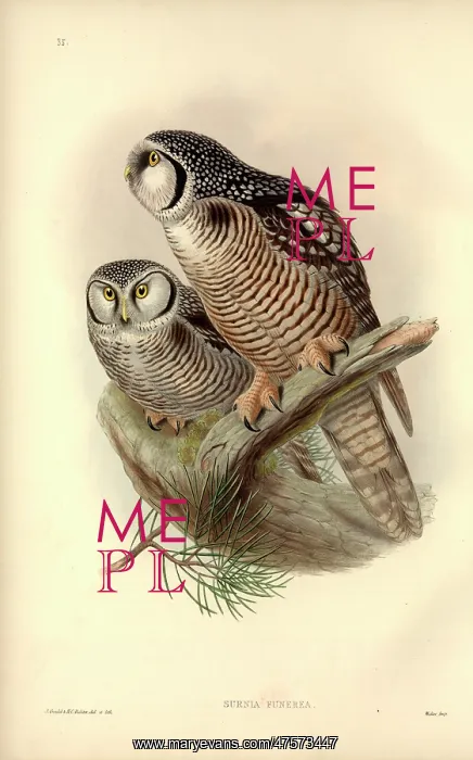 : Surnia ulula, northern hawk owl : Surnia ulula, northern hawk owl