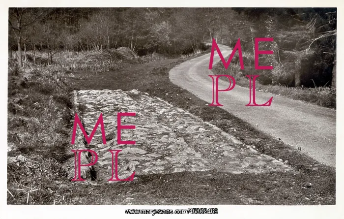 : A surviving section of Roman Road in the Forest of Dean : A surviving section of Roman Road in the Forest of Dean