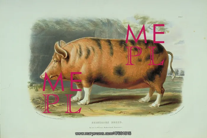 : Sus domesticus, pig : Sus domesticus, pig