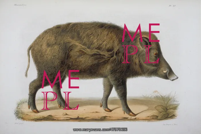 : Sus moupinensis, wild hog : Sus moupinensis, wild hog
