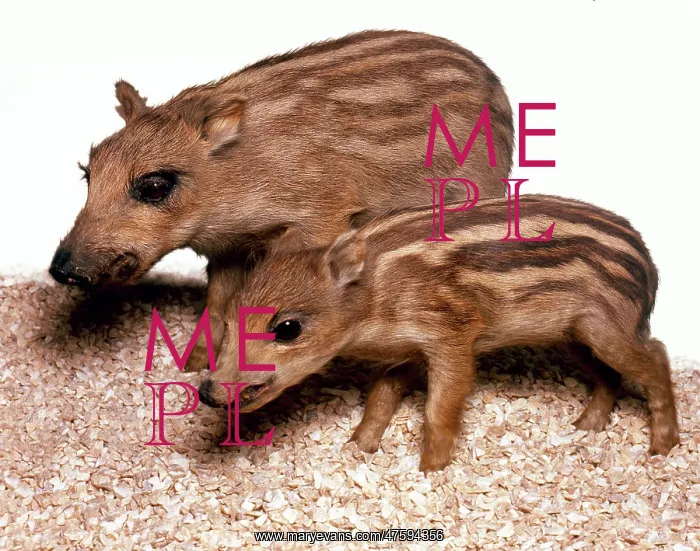 : Sus scrofa, European wild boar : Sus scrofa, European wild boar