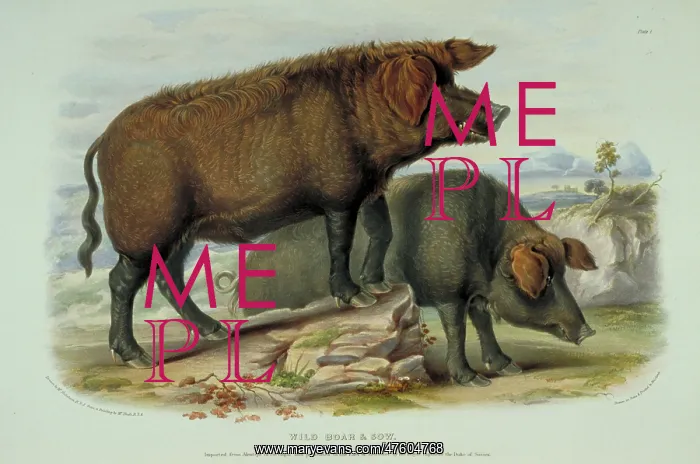 : Sus scrofa, wild boar : Sus scrofa, wild boar