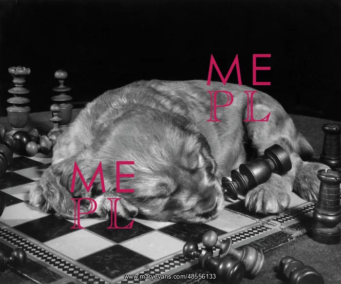 : Susi - asleep on chess board : Susi - asleep on chess board