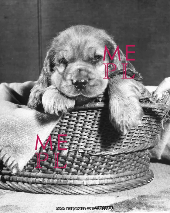 : Susi - in her basket