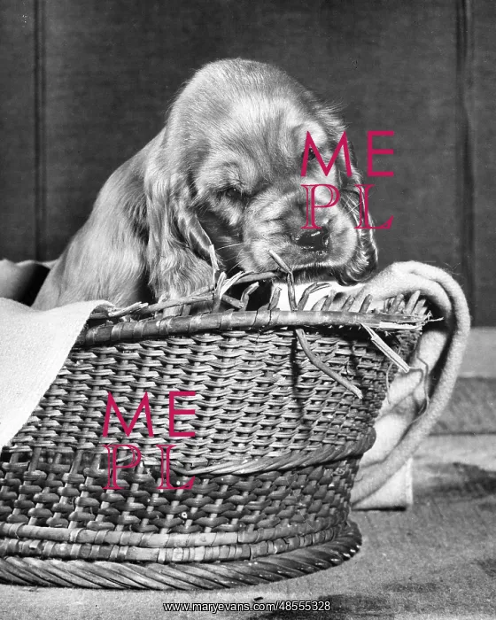  : Susi - in her basket