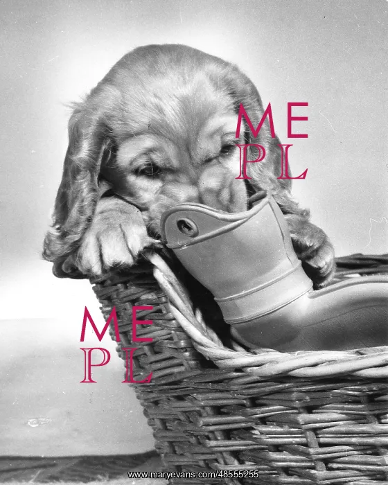 : Susi - in basket with hot water bottle : Susi - in basket with hot water bottle