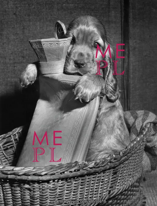 : Susi - in basket with hot water bottle : Susi - in basket with hot water bottle
