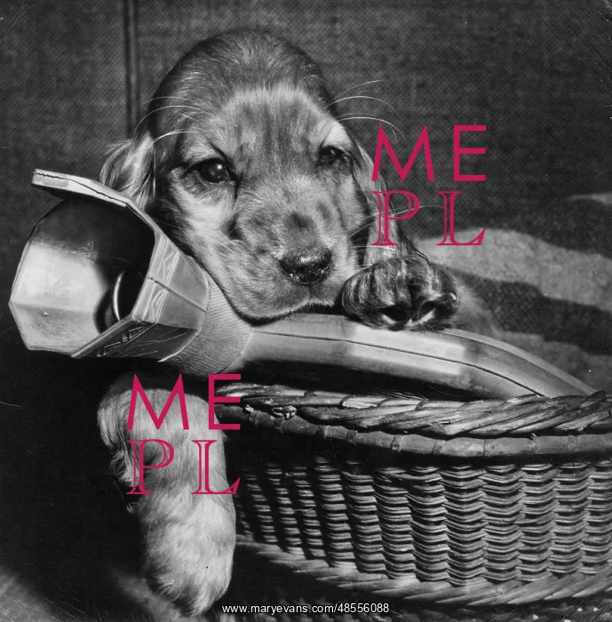 : Susi - in basket with hot water bottle : Susi - in basket with hot water bottle