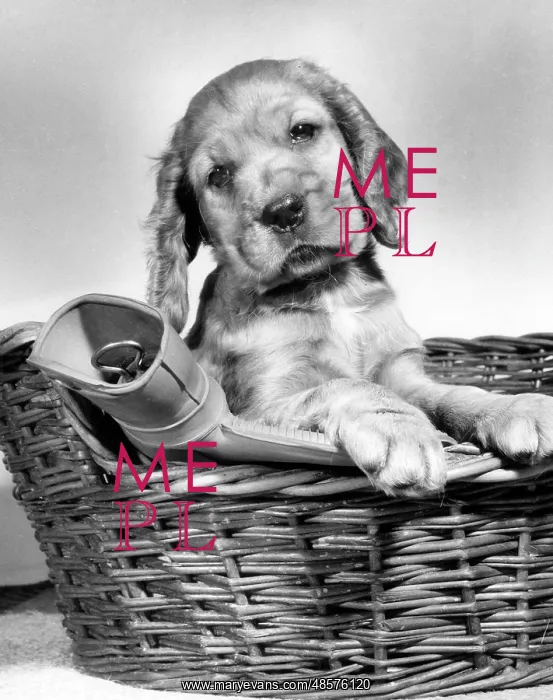 : Susi - in basket with hot water bottle : Susi - in basket with hot water bottle