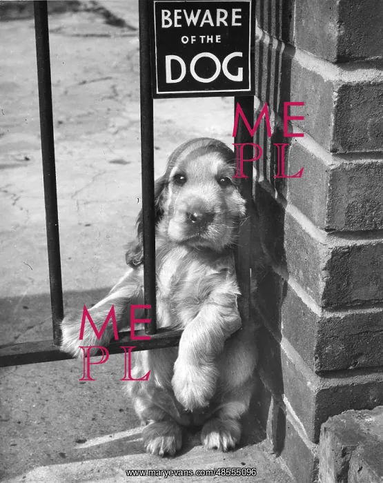  : Susi - Beware Of The Dog