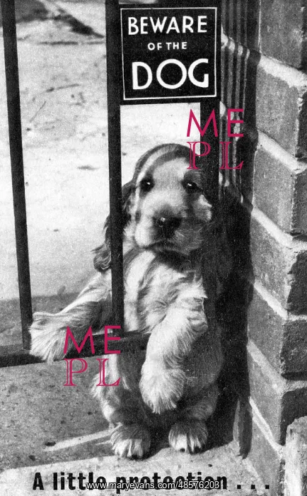 : Susi - Beware Of The Dog : Susi - Beware Of The Dog