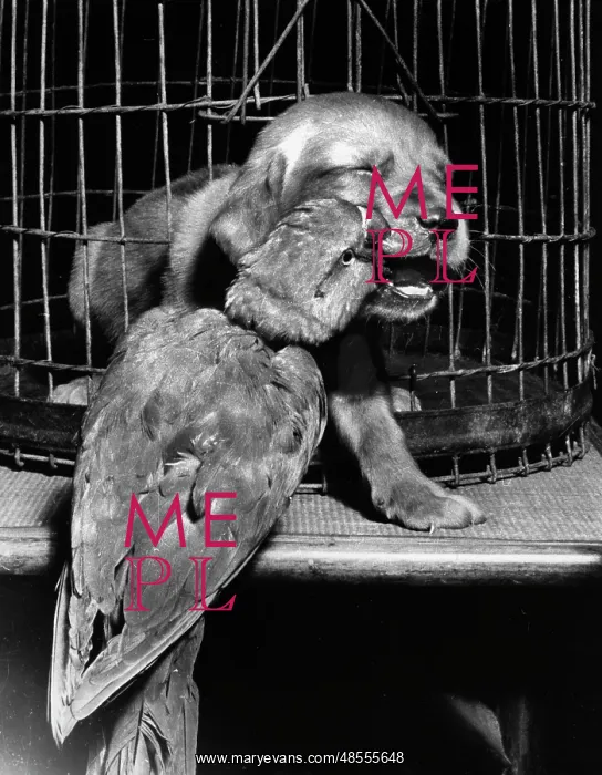  : Susi - bitten by parrot