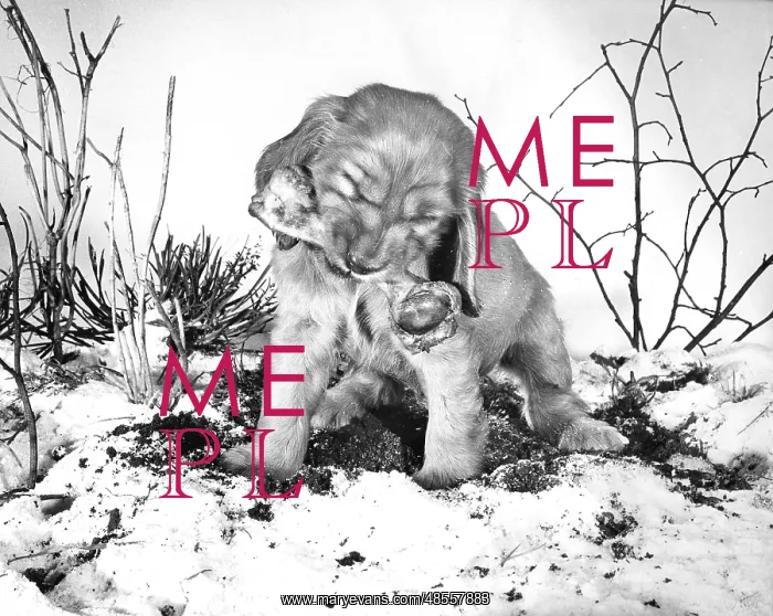  : Susi - with a bone in the snow