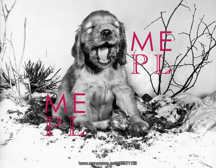  : Susi - with a bone in the snow