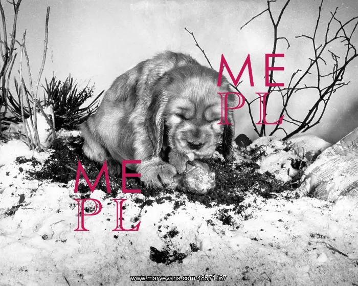  : Susi - with a bone in the snow