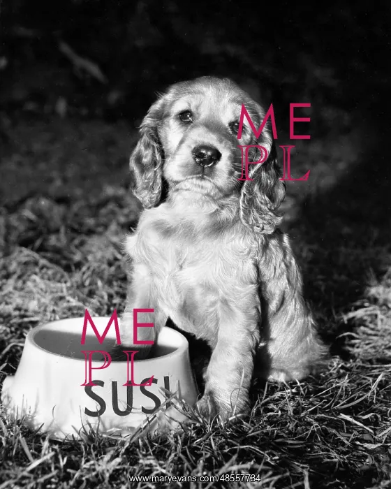 : Susi - with empty bowl : Susi - with empty bowl