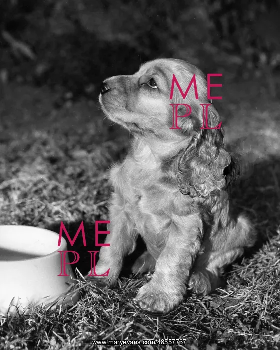  : Susi - with empty bowl