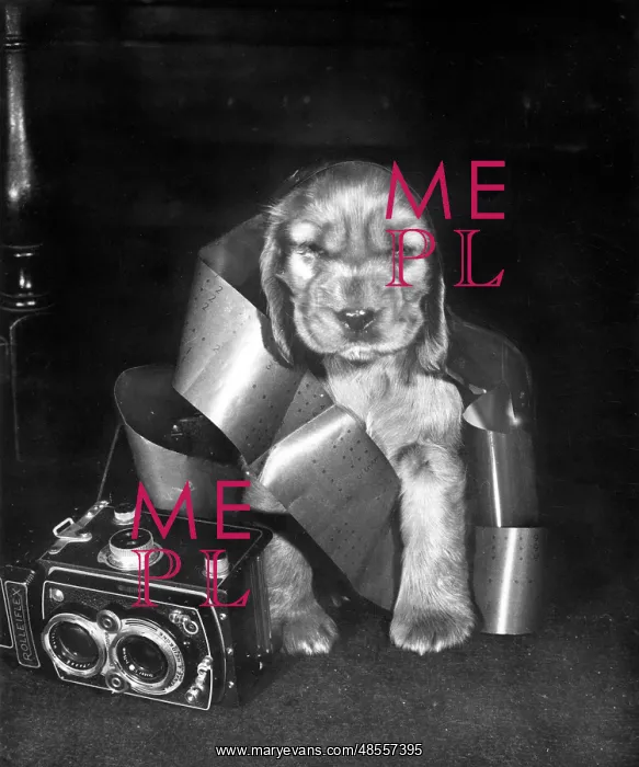 : Susi - with camera and roll of film wrapped round her : Susi - with camera and roll of film wrapped round her