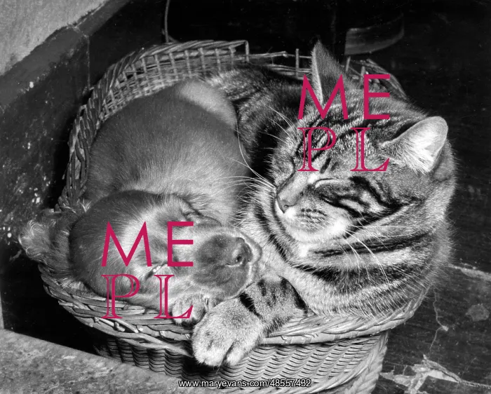  : Susi - with cat in basket