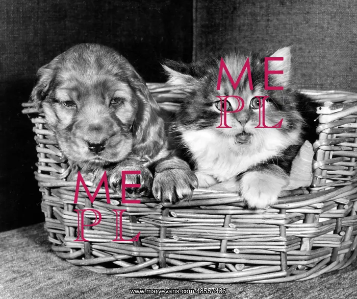  : Susi - with cat in basket