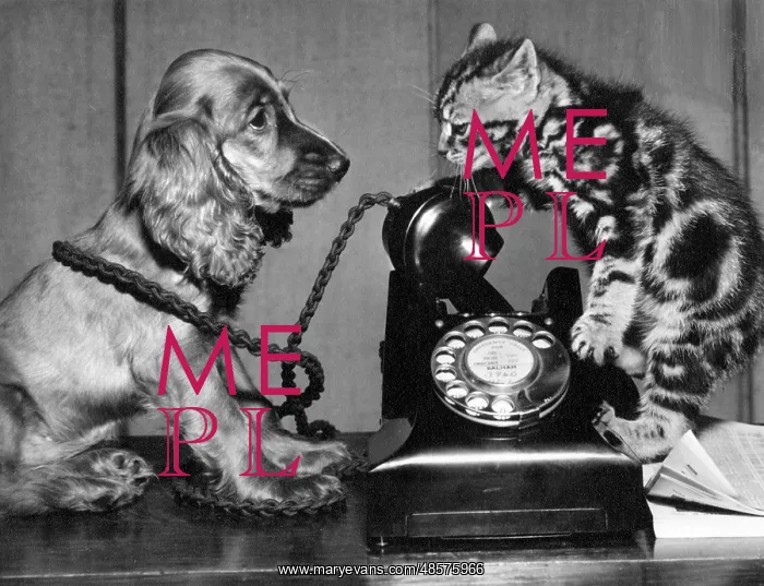  : Susi - with cat and telephone